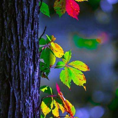 宝威体育app下载